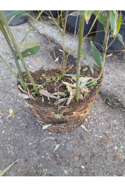 Бамбук Филостачис Бисетти корни